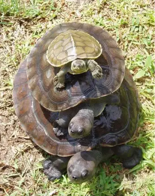 Three turtles stacked on top of each other